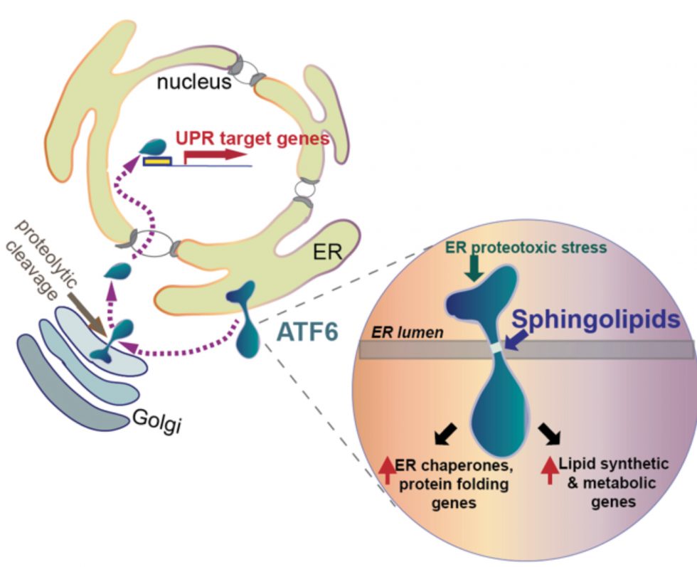 The Unfolded Protein Response And Human Health | Niwa Lab